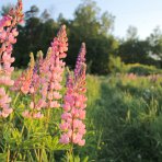 Lupina mnoholistá (Lupinus polyphyllus) ´SALMON STAR´ - kont. C1L